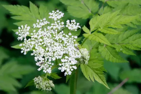 Chaerophyllum hirsutum - Einzelsamen