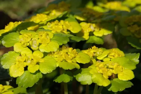 Chrysosplenium alternifolium