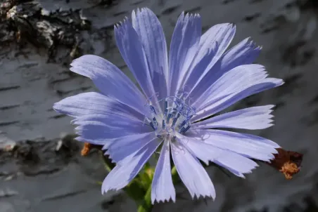 Cichorium intybus