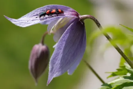 Clematis alpina