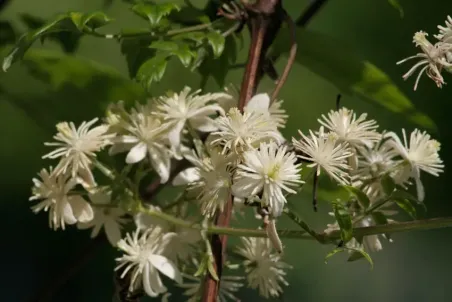 Clematis vitalba - Einzelsamen