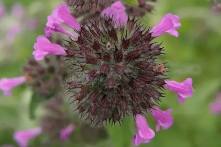 Clinopodium vulgare