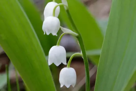 Convallaria majalis