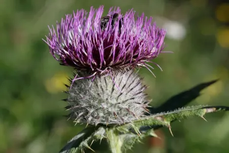 Cirsium eriophorum