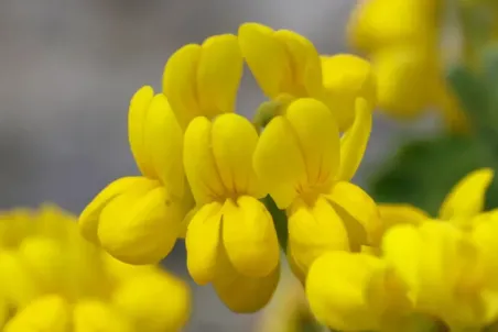 Coronilla vaginalis