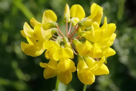 Coronilla coronata