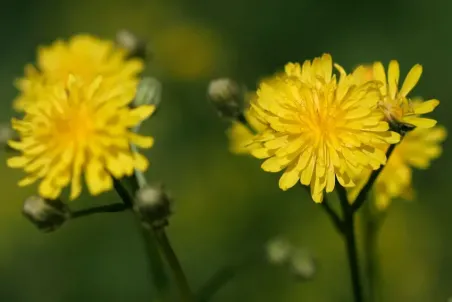 Crepis biennis - Einzelsamen