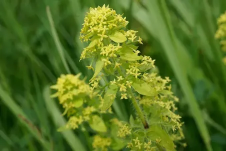 Cruciata laevipes