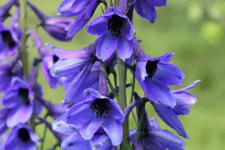 Delphinium elatum