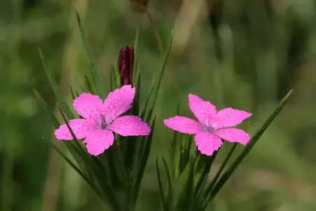 Dianthus armeria - Einzelsamen