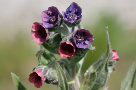 Cynoglossum officinale