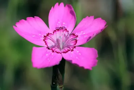 Dianthus deltoides