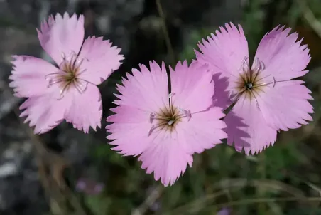 Dianthus silvestris