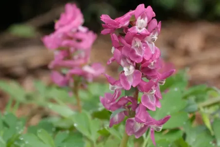 Corydalis cava