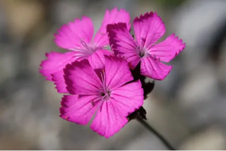 Dianthus carthusianorum