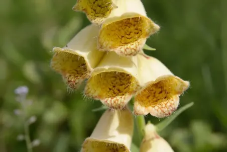 Digitalis grandiflora - Einzelsamen