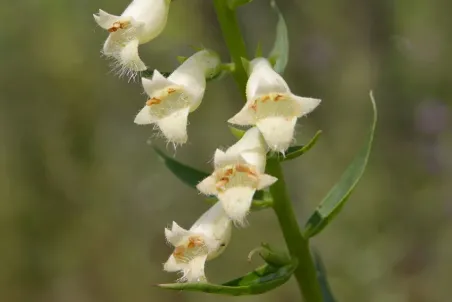 Digitalis lutea