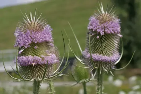 Dipsacus fullonum - Einzelsamen