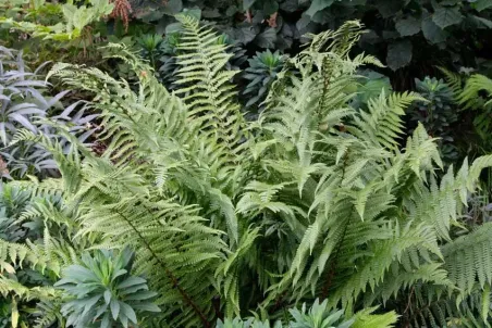 Dryopteris affinis