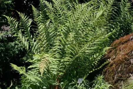 Dryopteris filix-mas