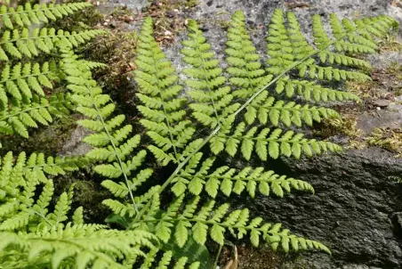 Dryopteris dilatata