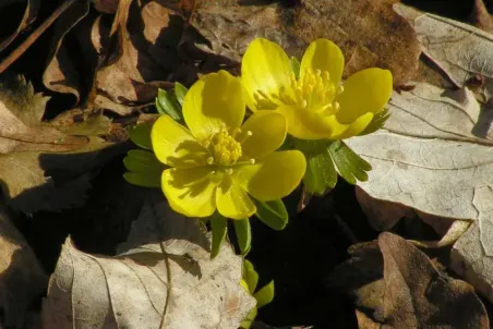 Eranthis hyemalis