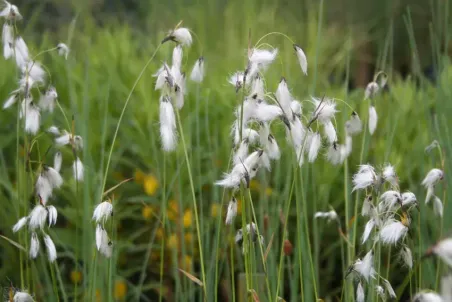 Eriophorum angustifolium