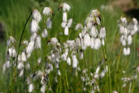 Eriophorum latifolium